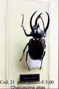 Chalcosoma atlas
