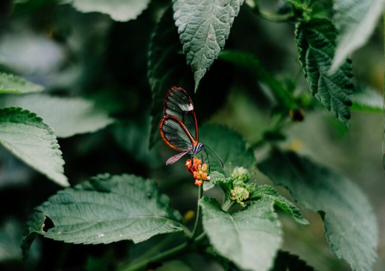 Entomologo risponde. Edizione 2: pericolo in Giardino?