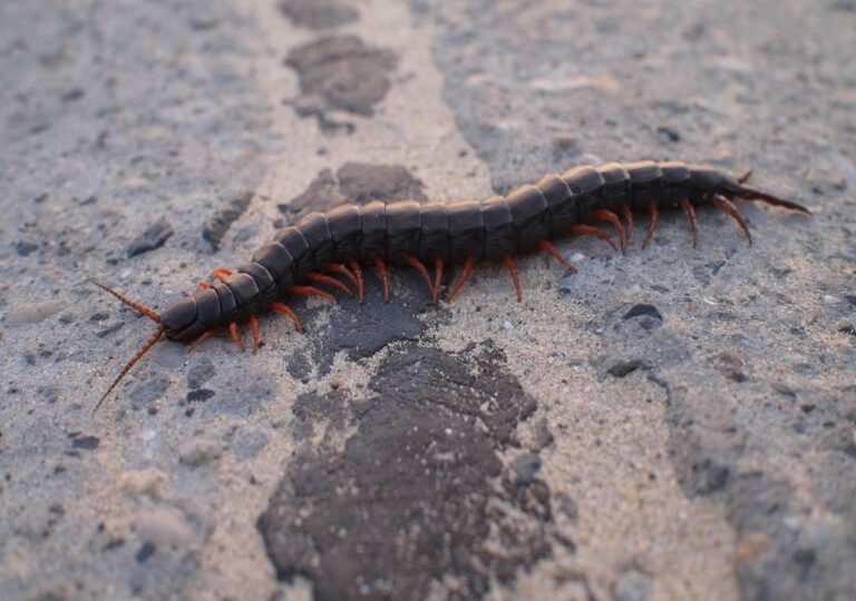 Entomologo risponde. Edizione 1: pericolo in casa?