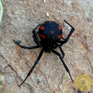 latrodectus