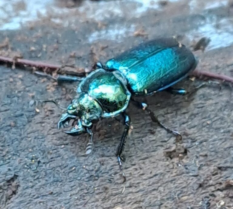 Nuova pubblicazione scientifica – Platycerus