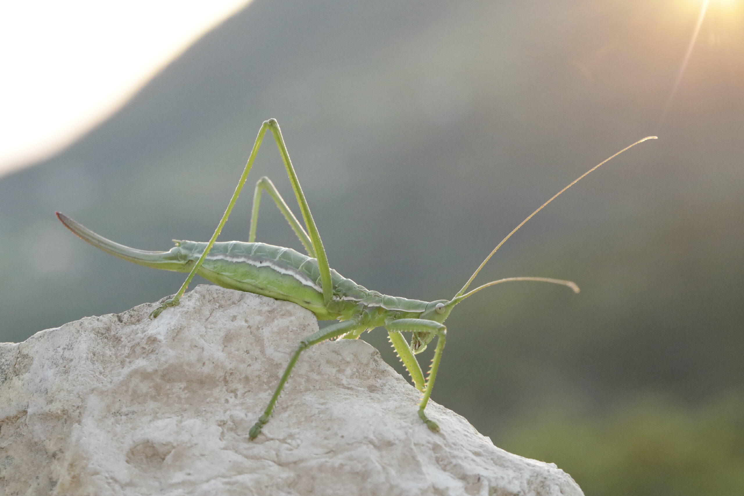 Prima segnalazione di Saga pedo nei Colli Euganei: