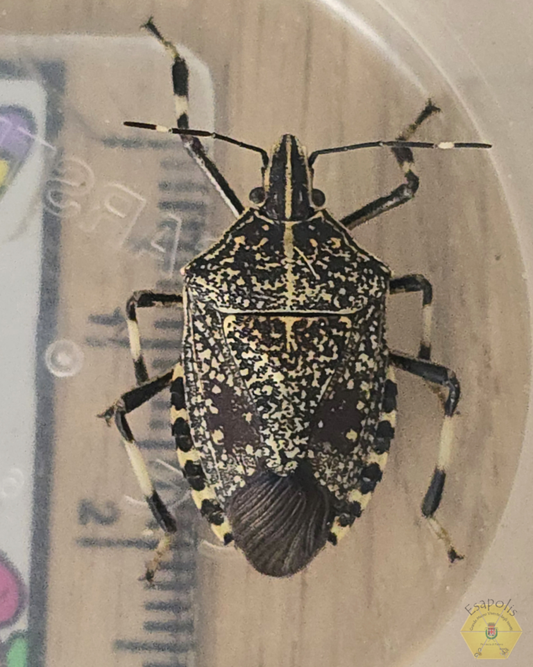 EPPO Bulletin – First record of Erthesina fullo in Italy: