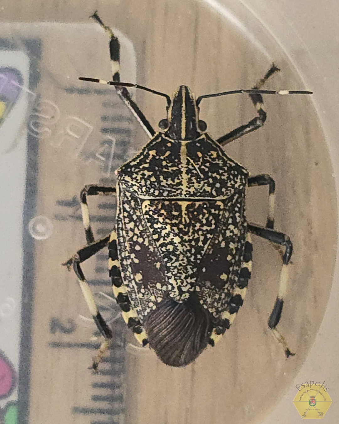 EPPO Bulletin – First record of Erthesina fullo in Italy: